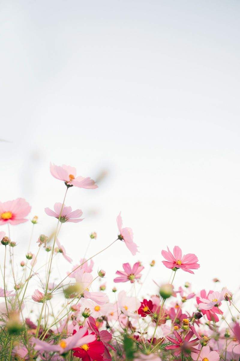 芝生の管理・張替え
